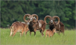 <p>MUFLON (Ovis musimon)</p>